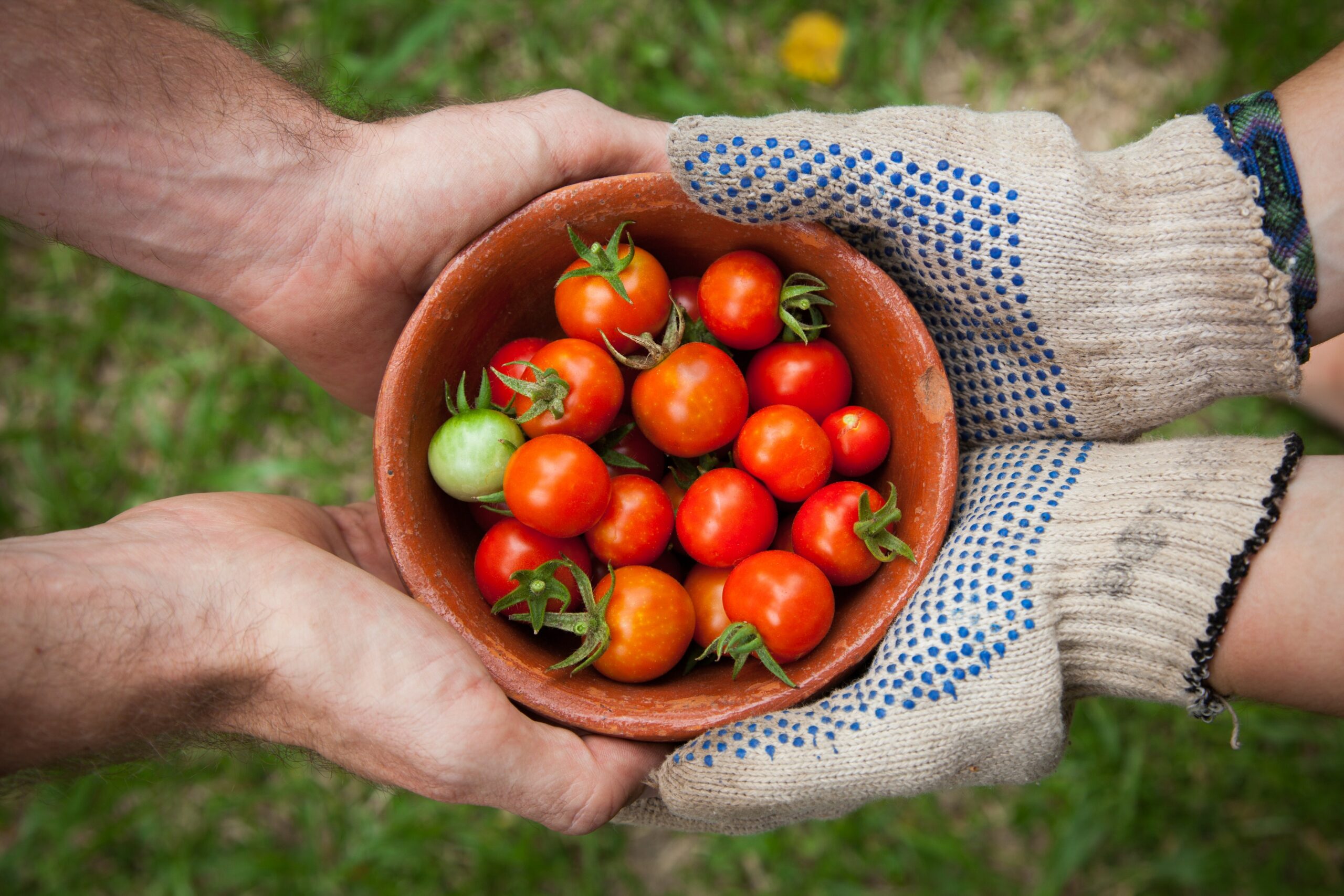 Go Vegetarian & Live Longer (A Great Deal Longer …)