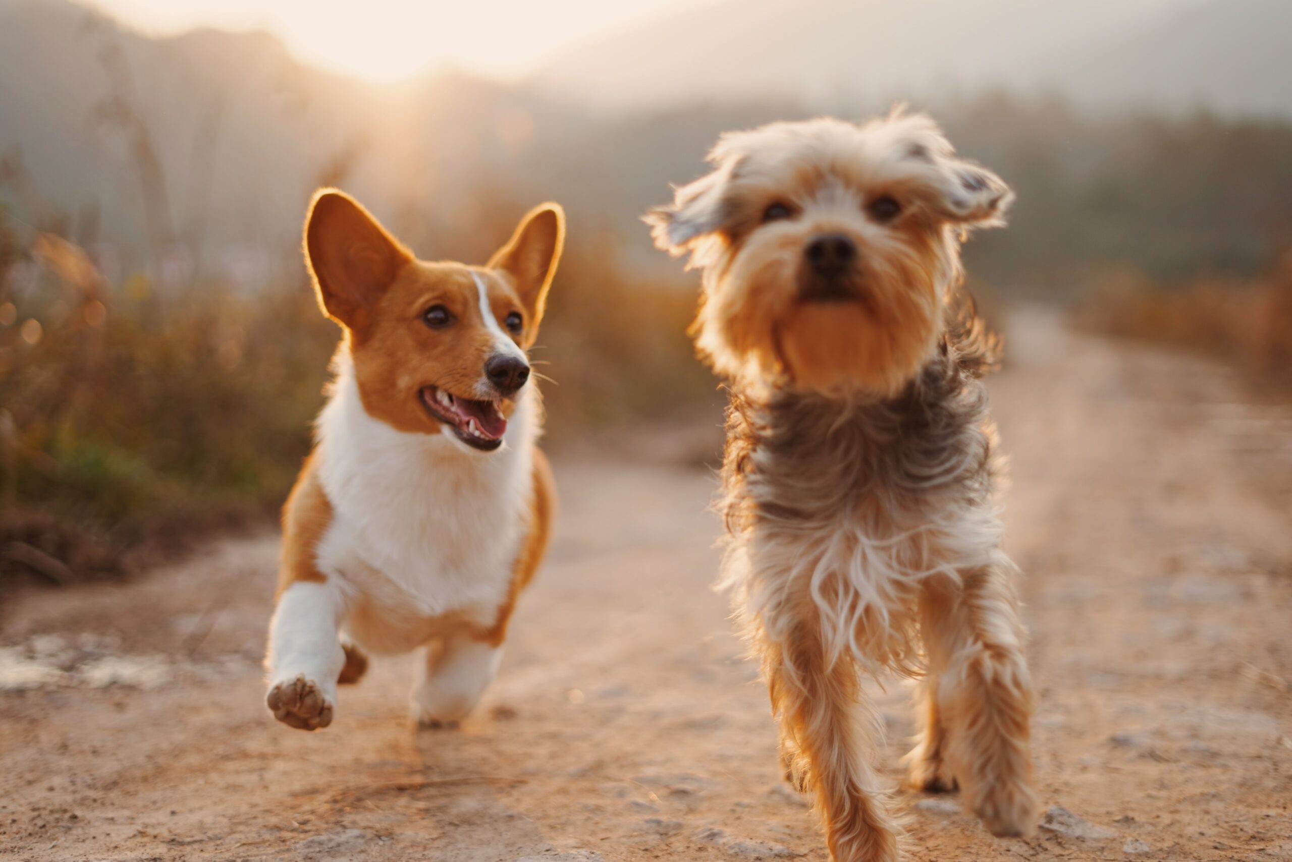 5 Factors Pet Dog Owners Are Healthier & Happier!